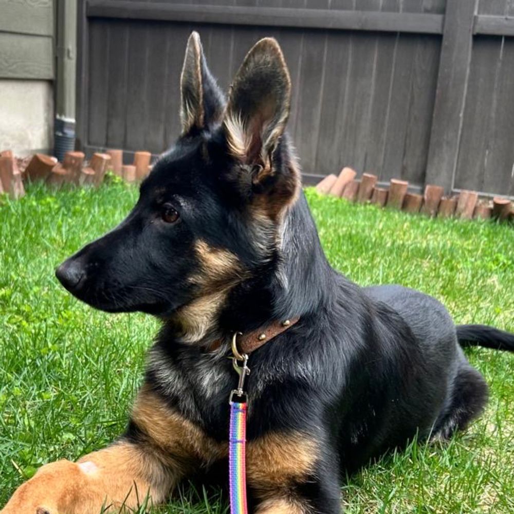 meandmydogforever.bsky.social profile picture