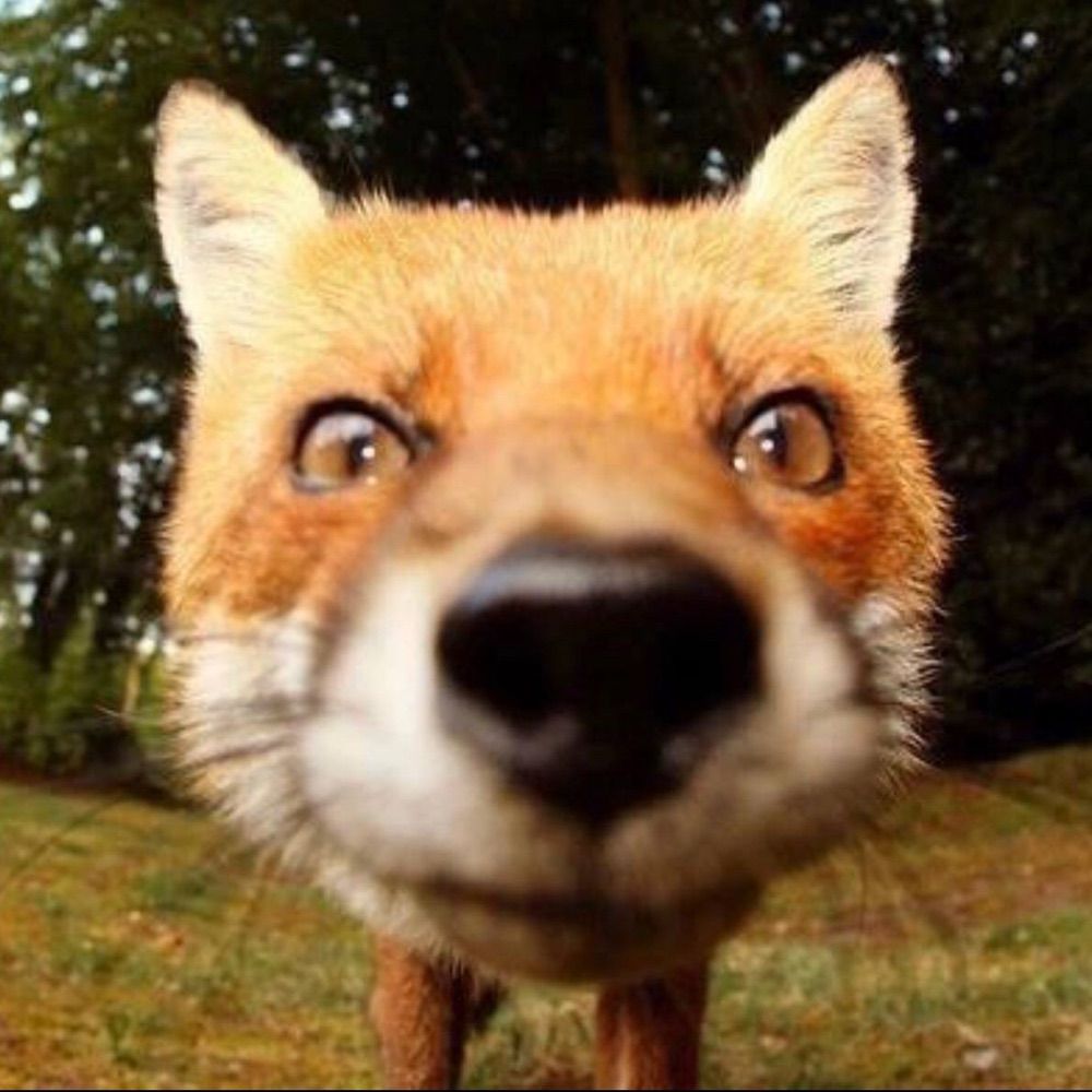 Coxie the Fox