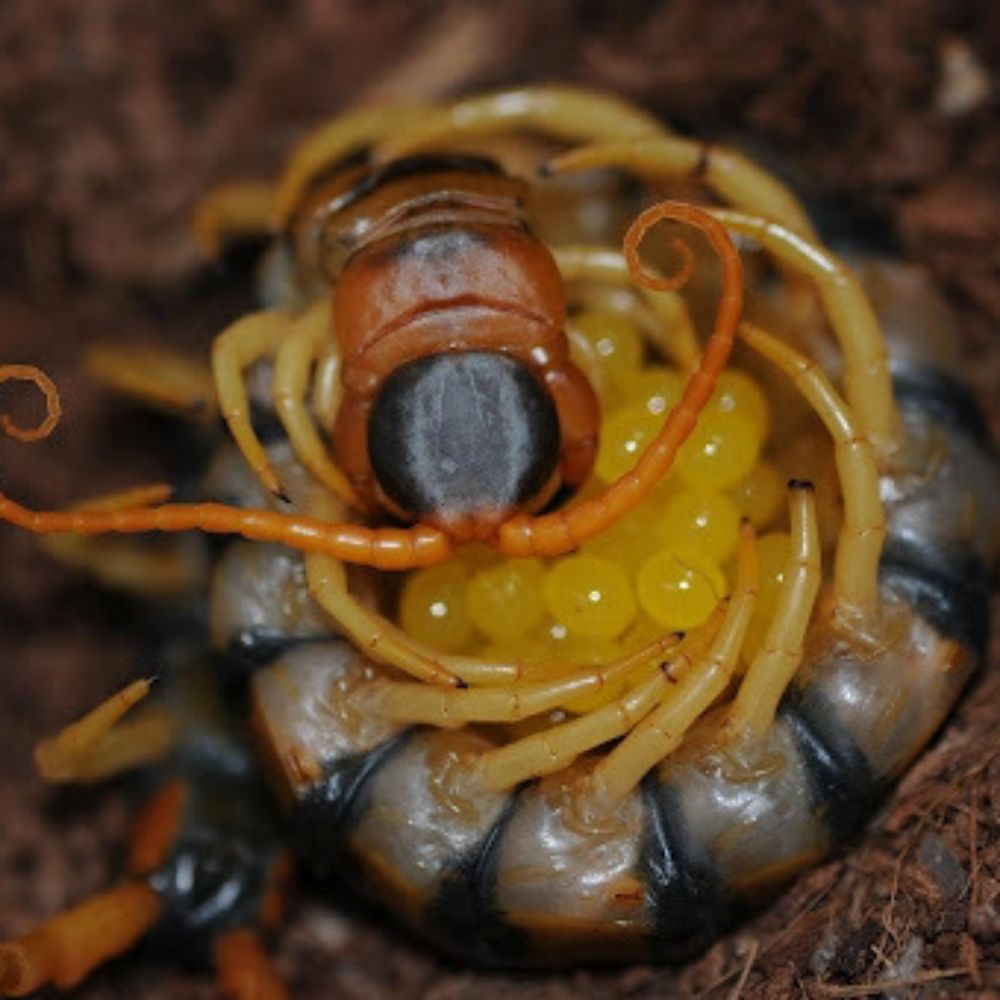 Fungal_Maggot