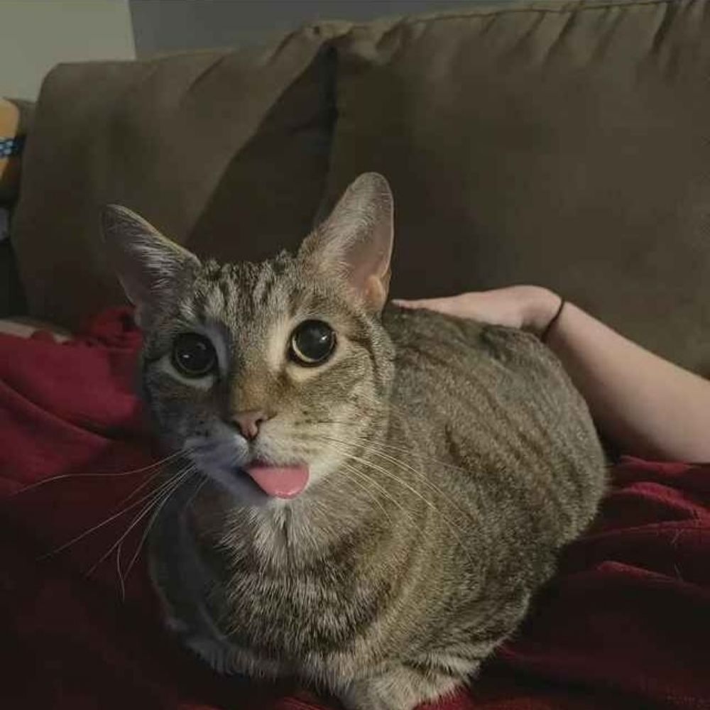 LeoLinsJR