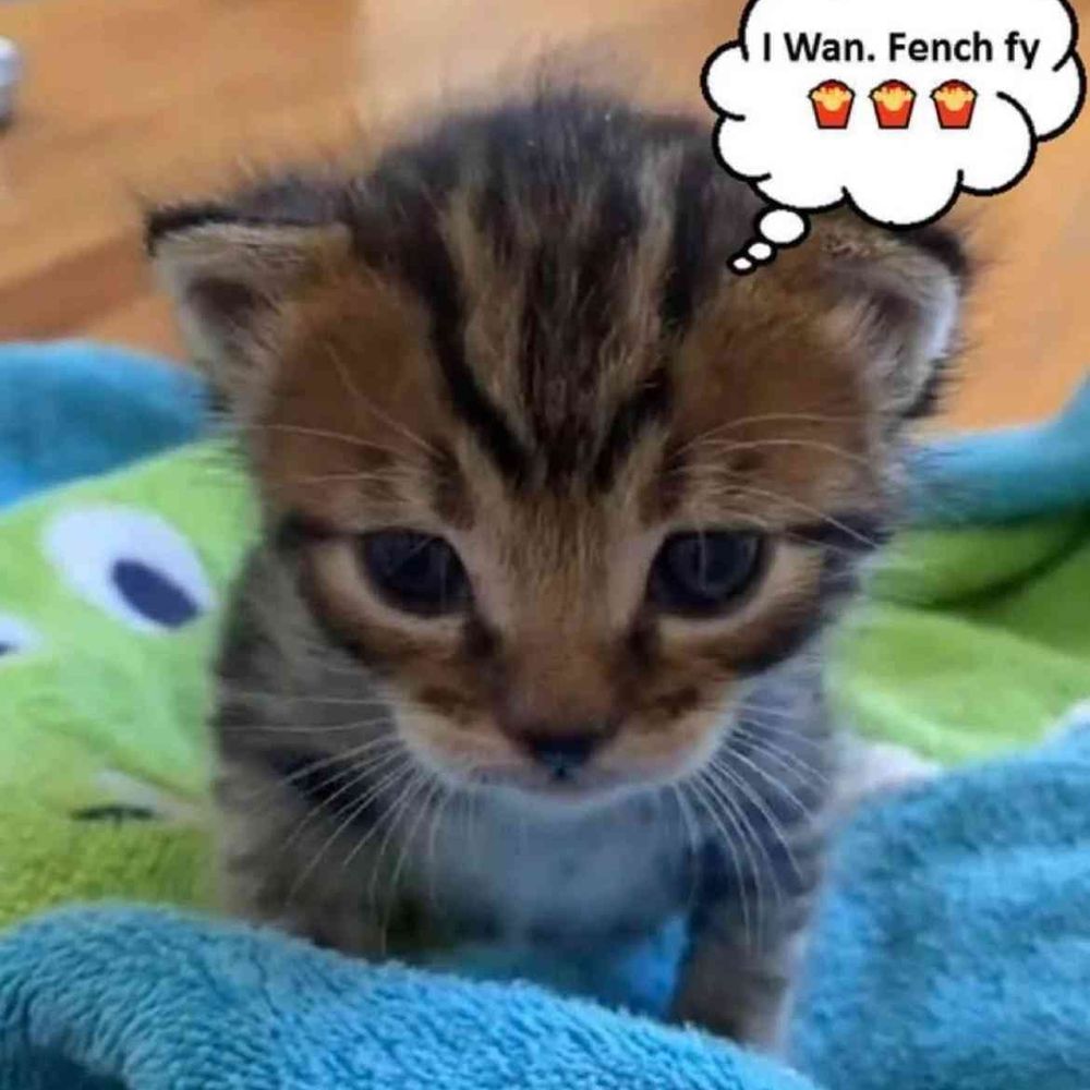 Wooby