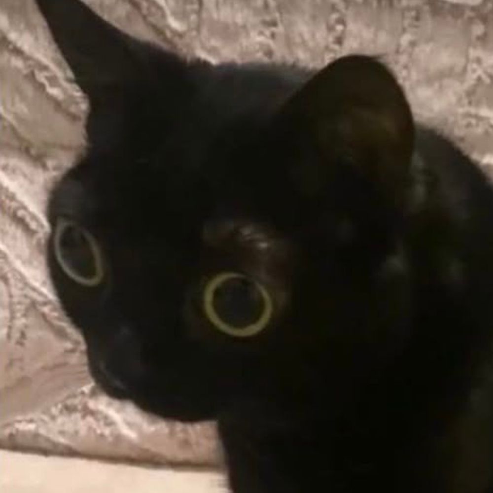 Rainy Cat ⛈️🐈‍⬛