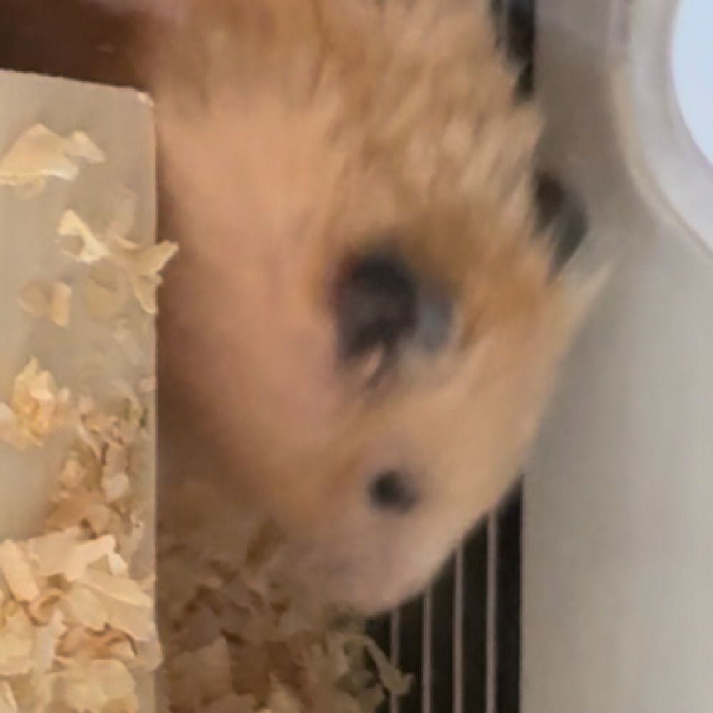 Rupert the Golden Hamu