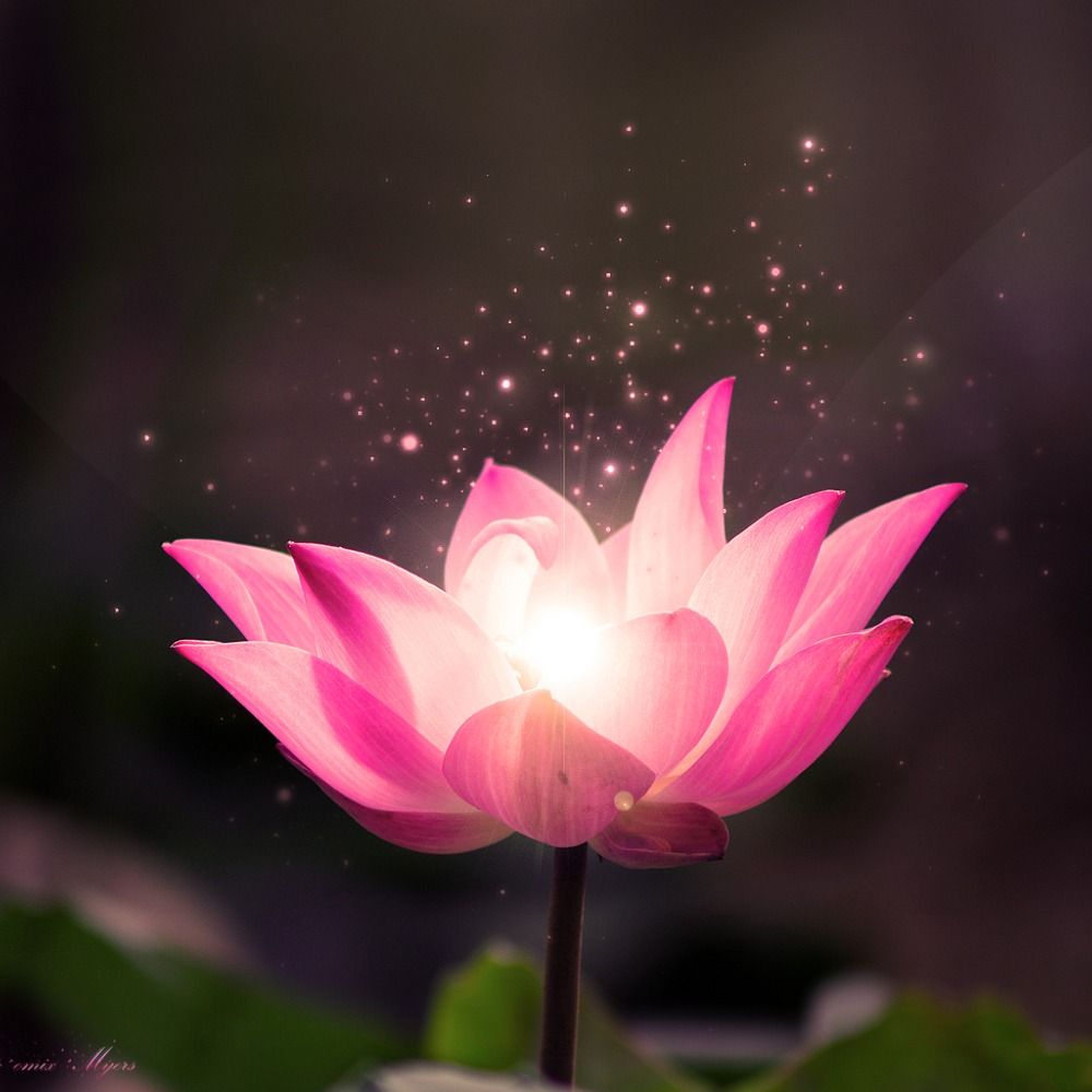 Flowers 🌸's avatar