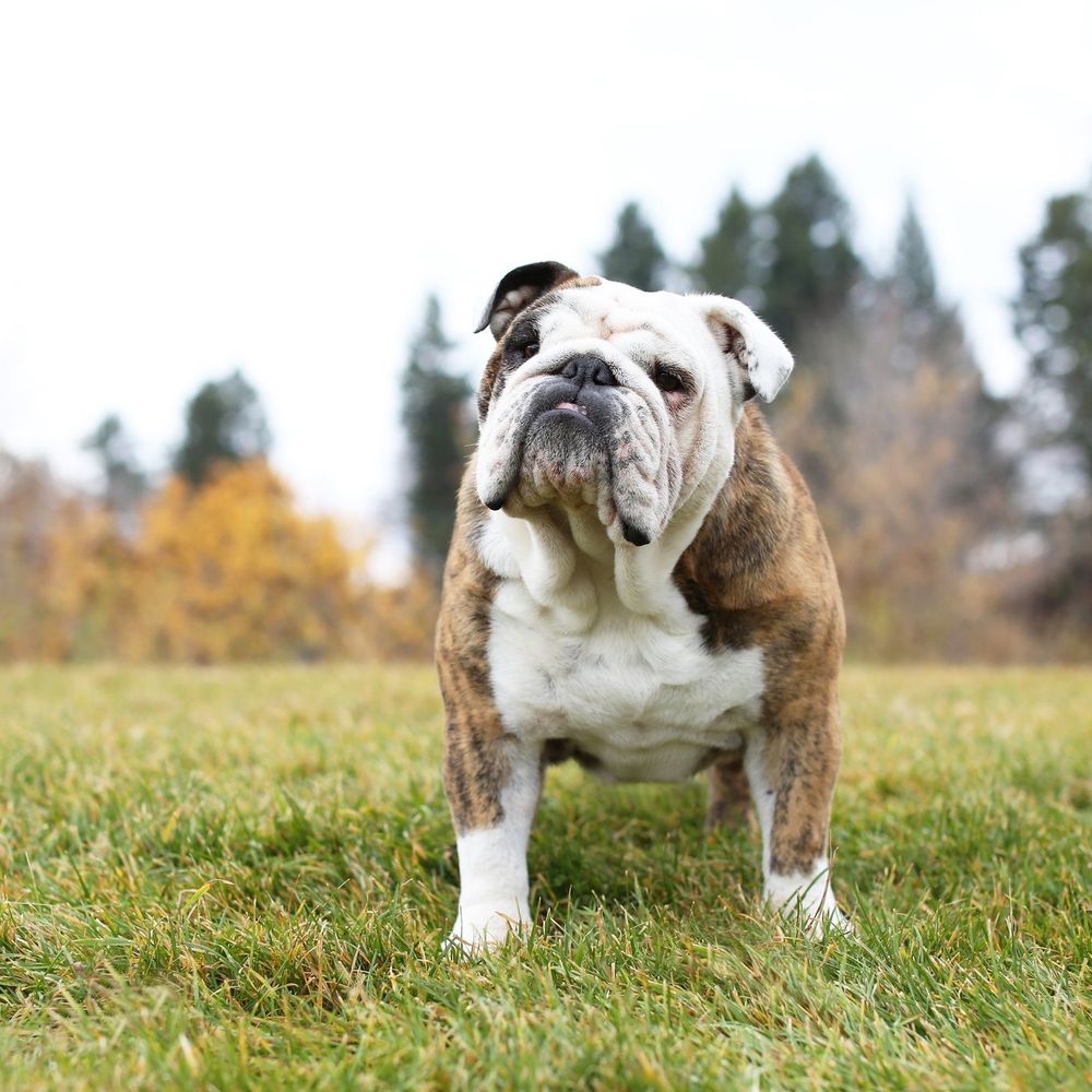 Best Of Dogs