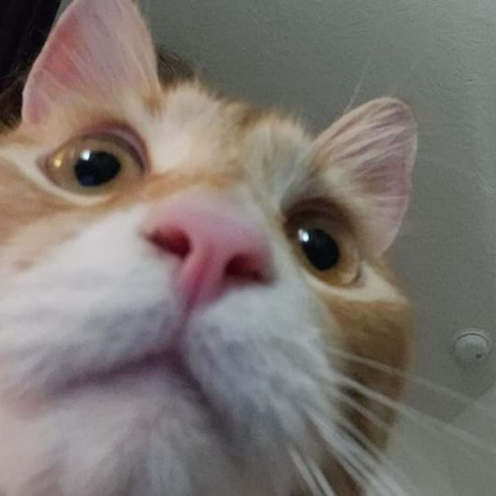 Bug
