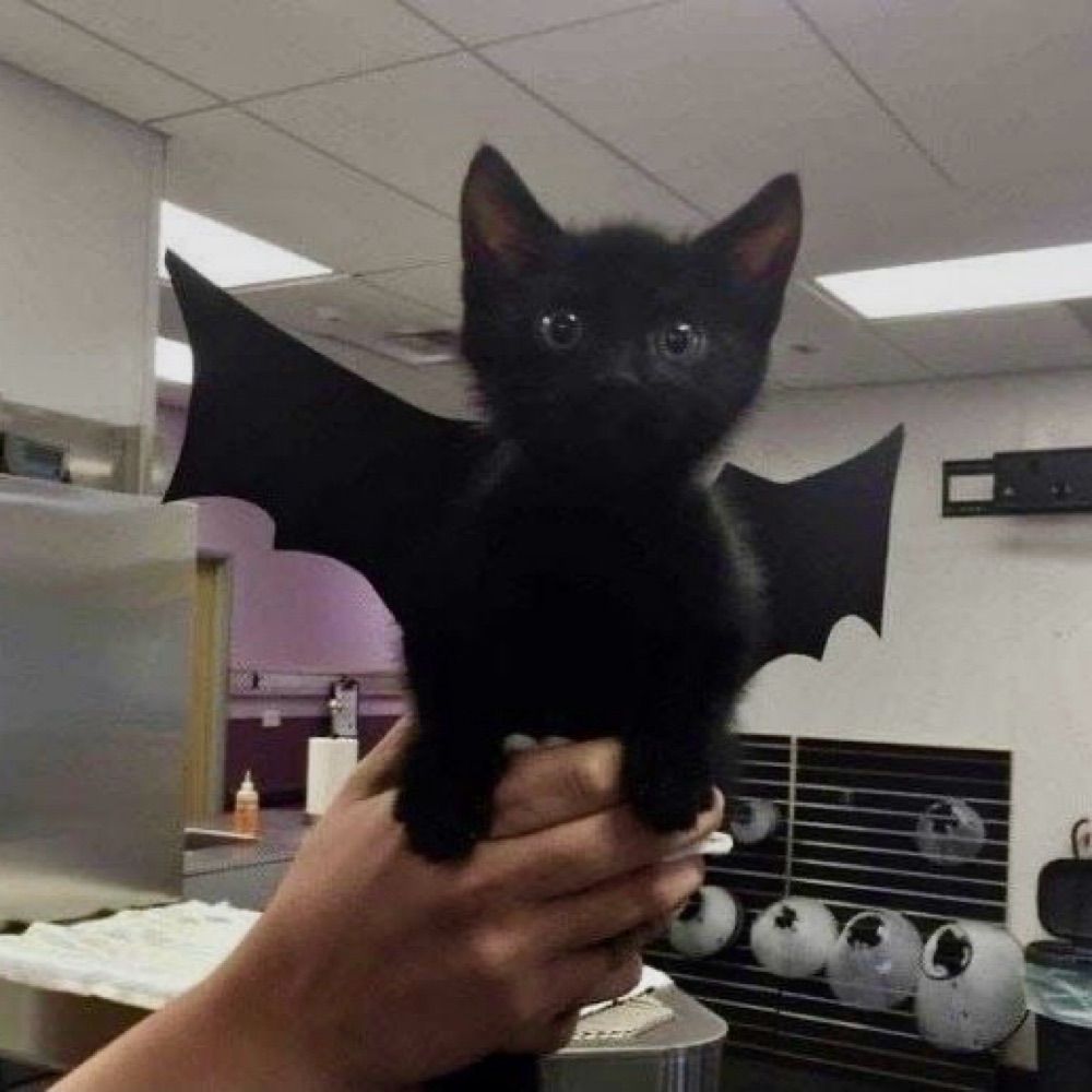 Niko 👻