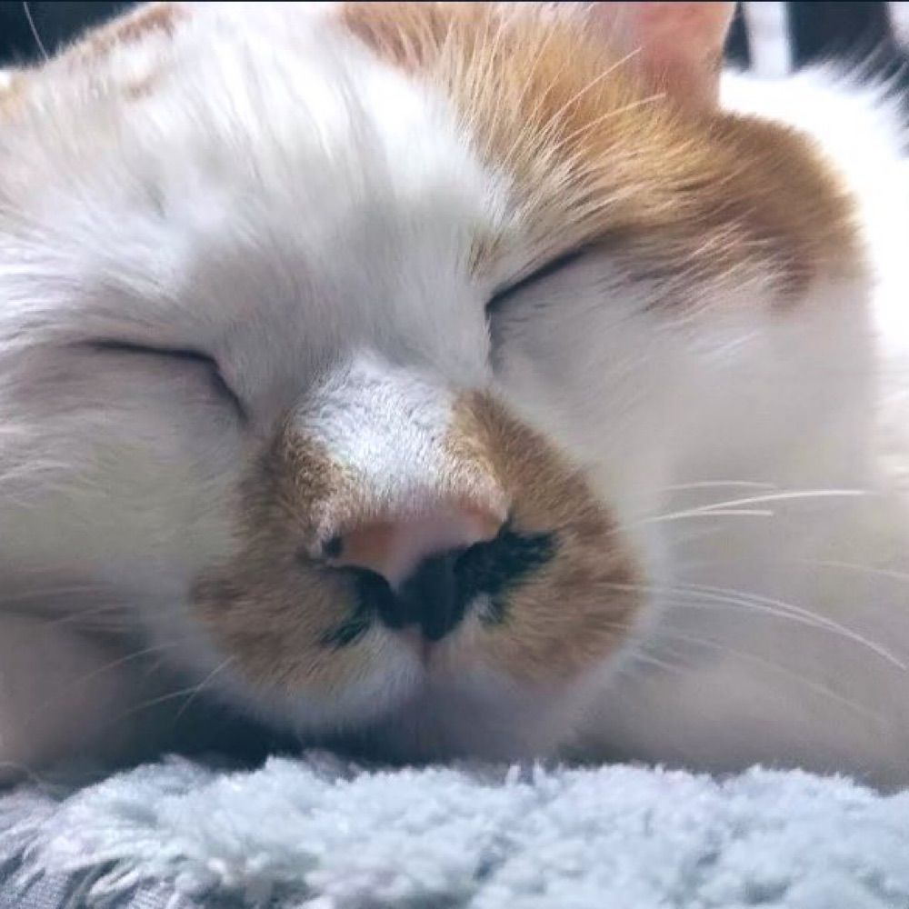 三毛猫
