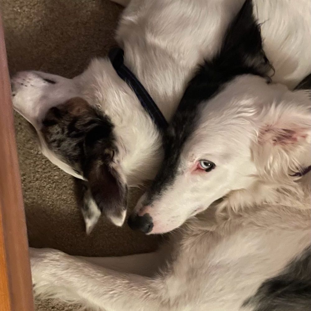 Rosie and Casper