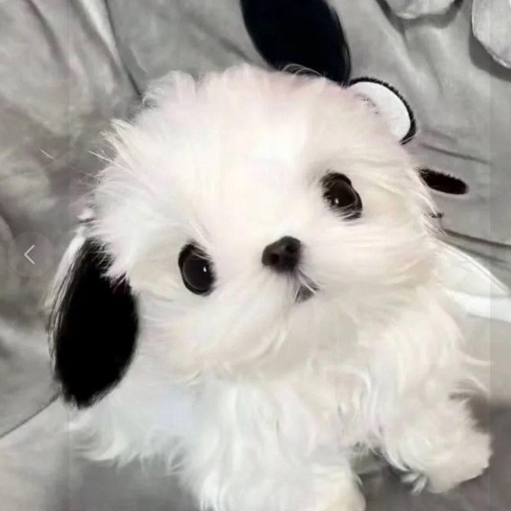 히사