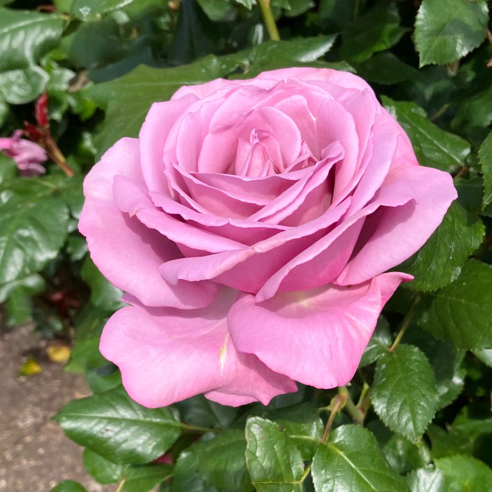 Jasmine