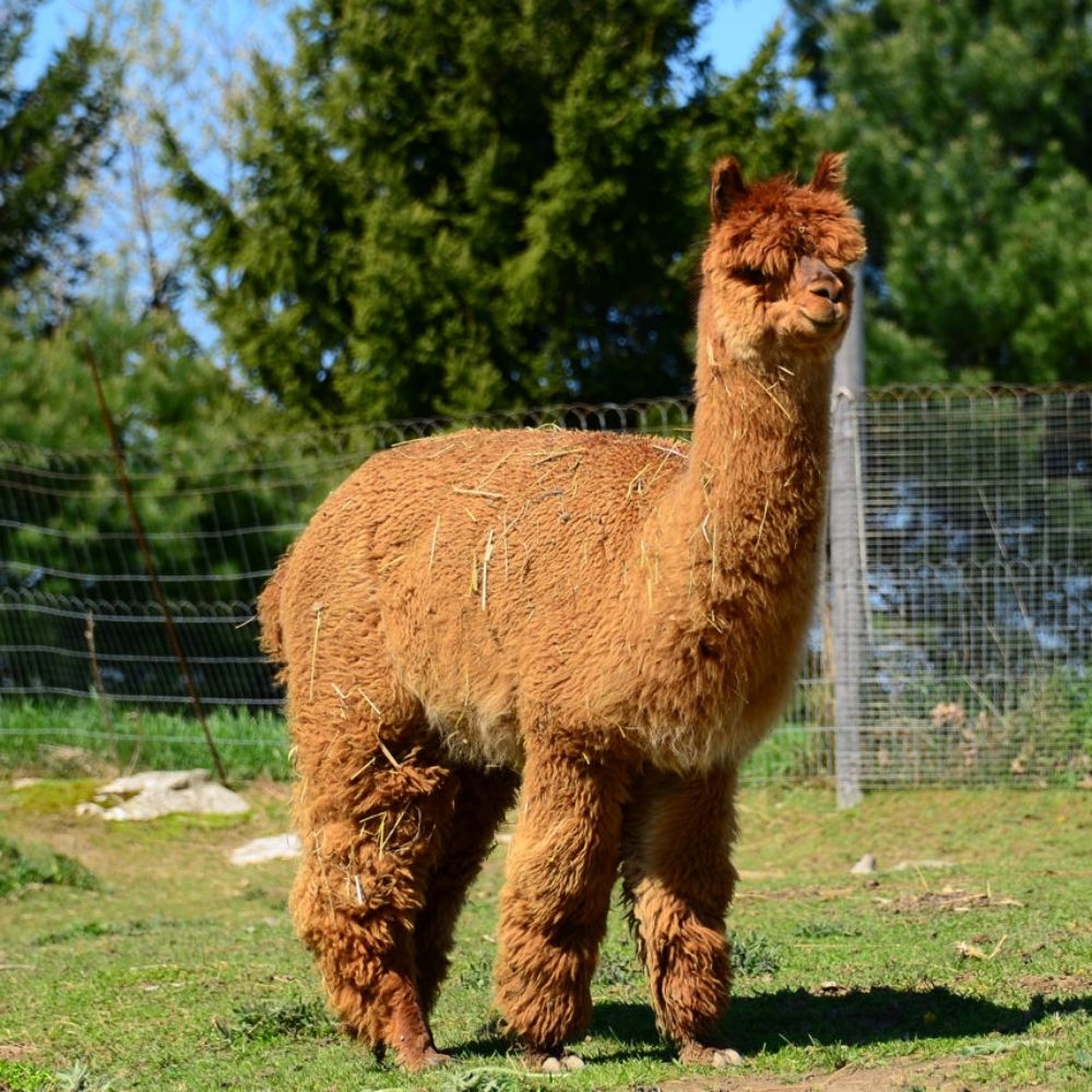 The Giant Alpaca
