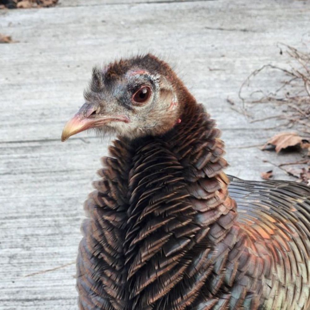 Her name is Rosie 🦃