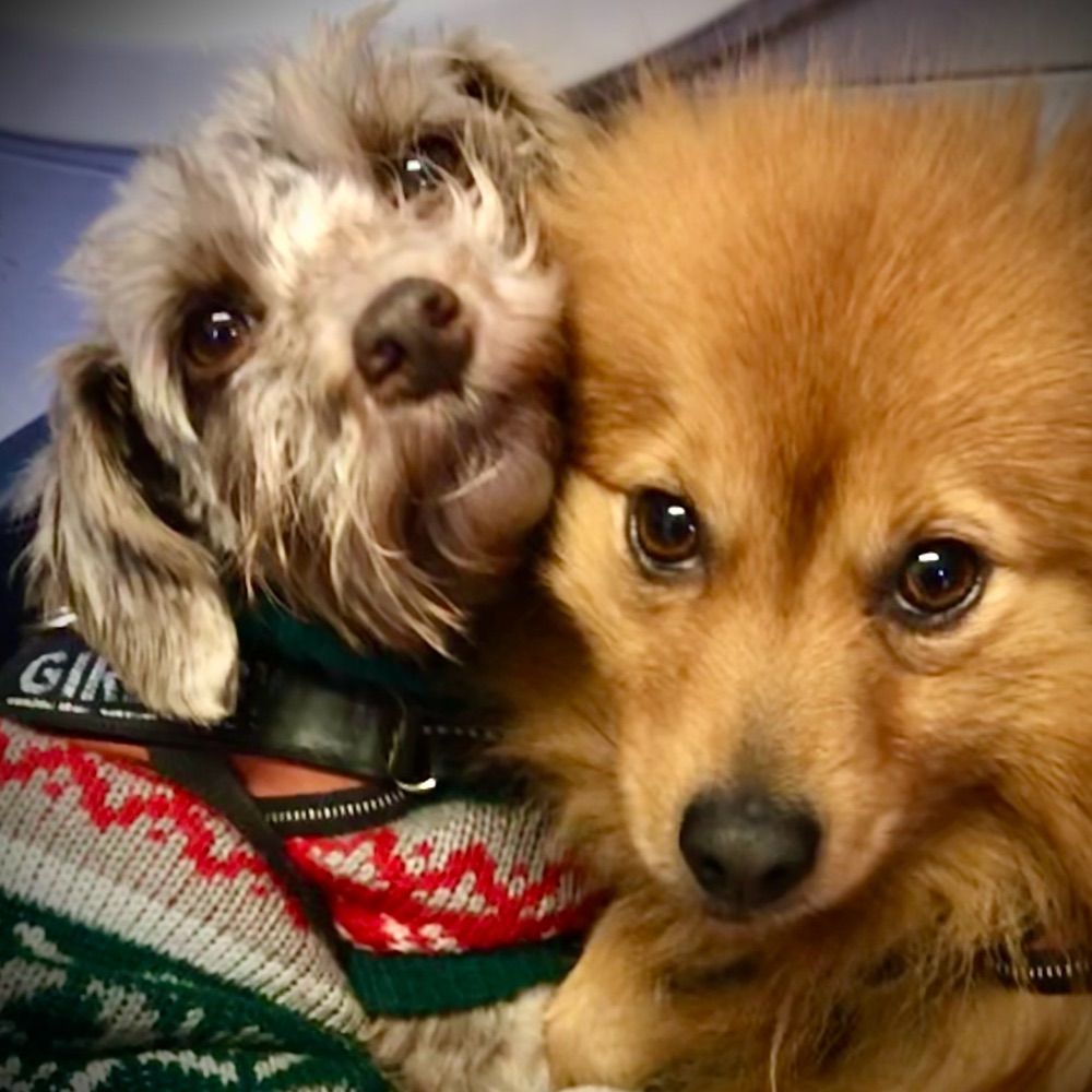 Morgan & Darcy