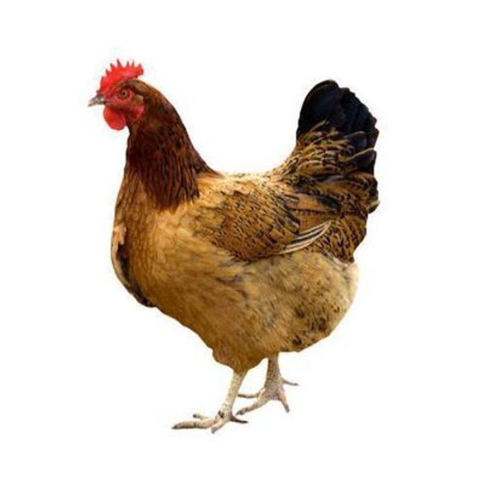Spring Chicken