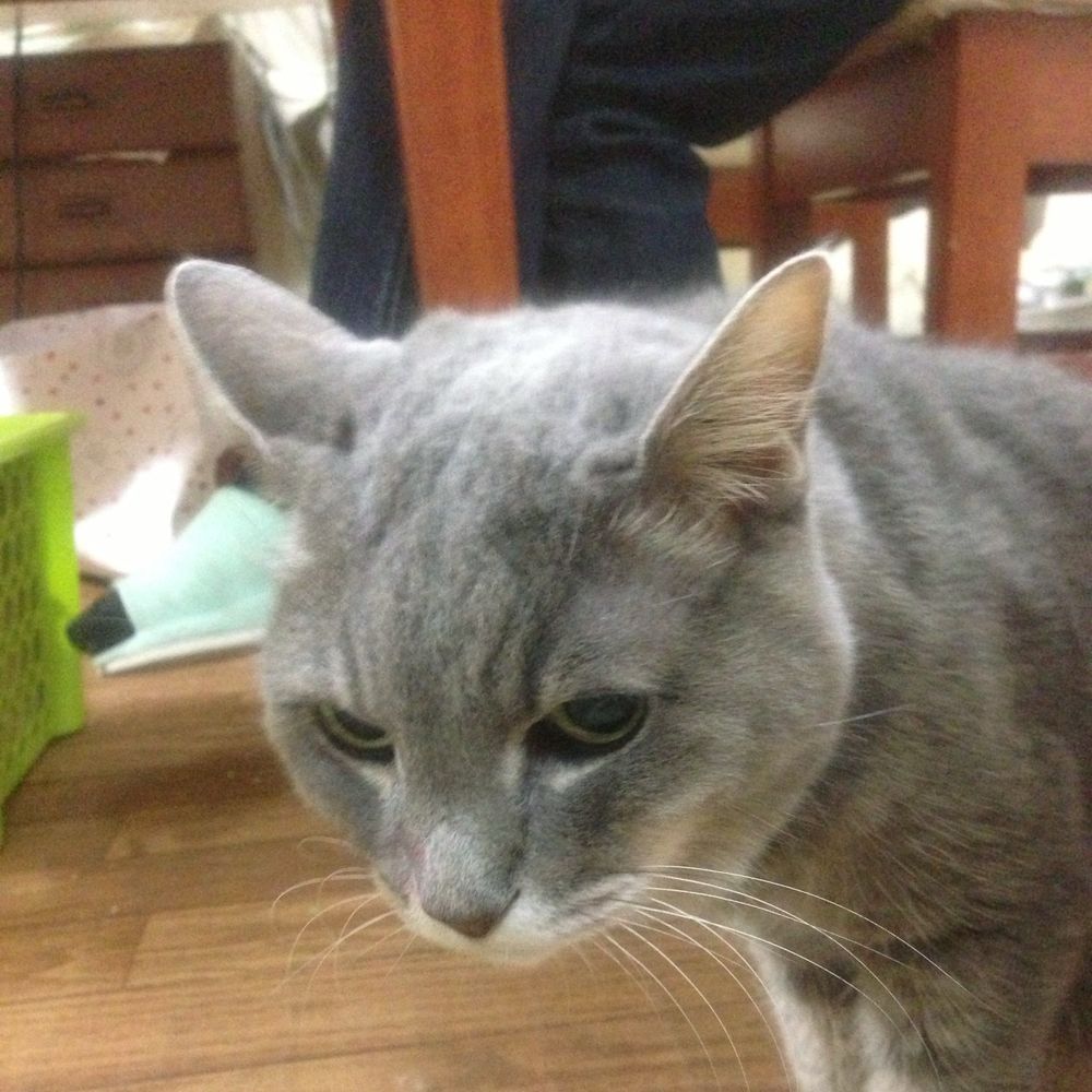 tomohilo