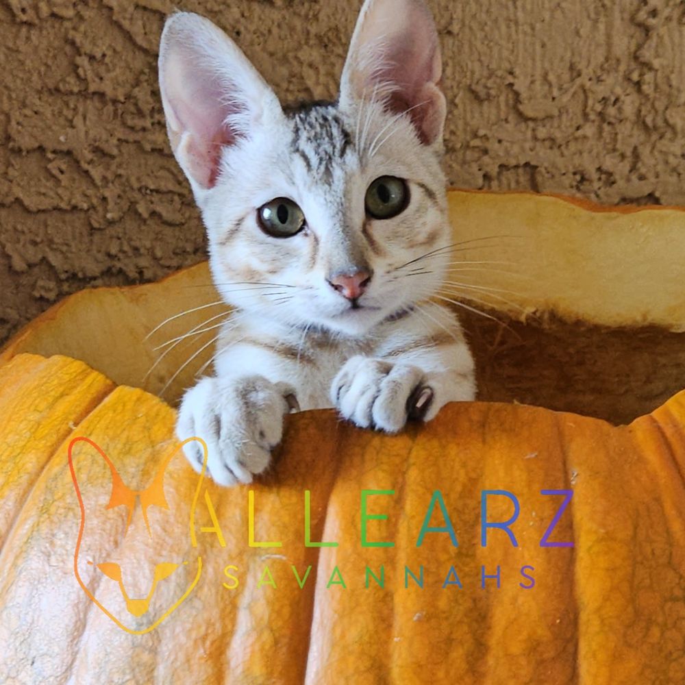 Savannah Cats 🐈 
