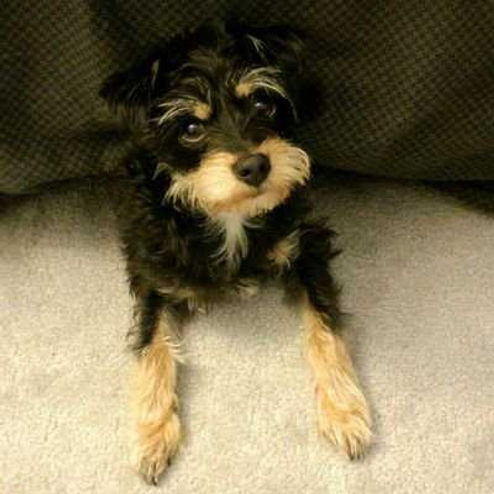 A Dog Named Marty