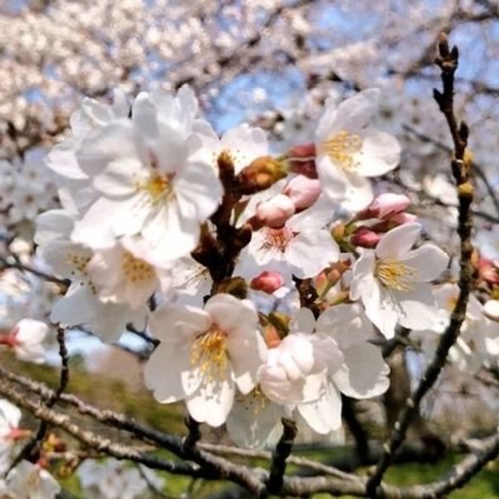 あずみ