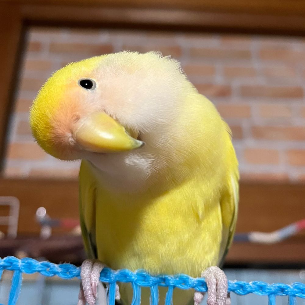 辰美