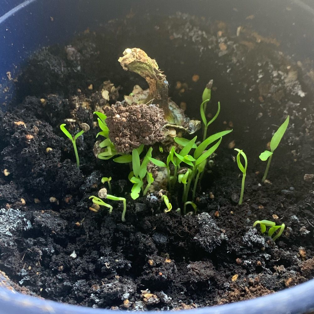 ihavegout.bsky.social