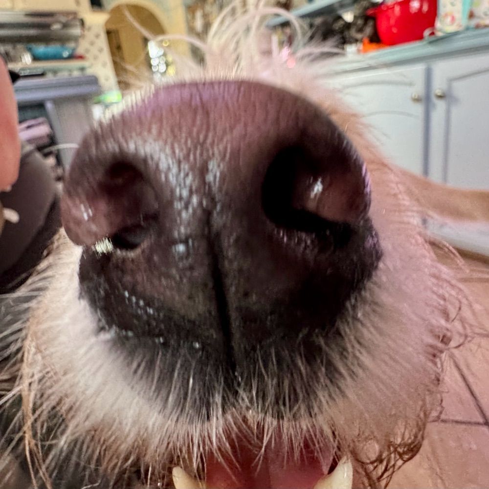 BoopTheSnoot
