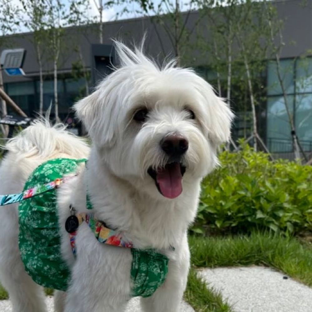 Chewy the ivory dog