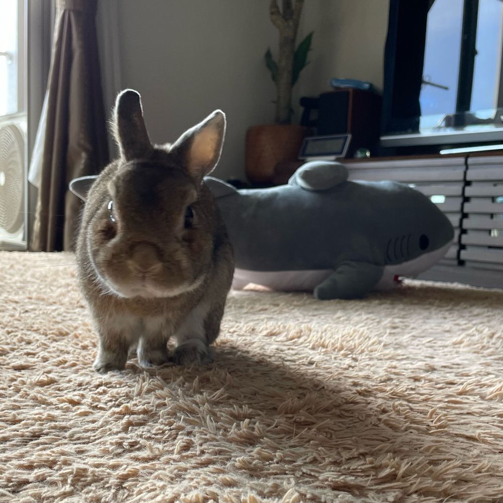 のの