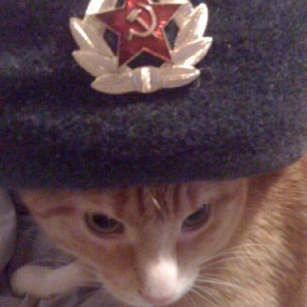 Gatinho