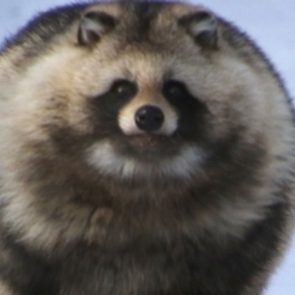 たぬき