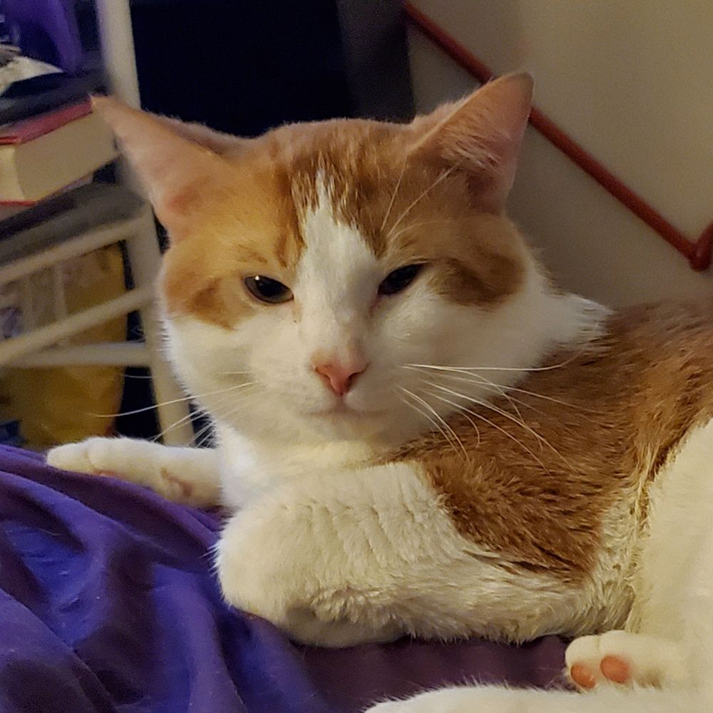 Toasty Marshmallow