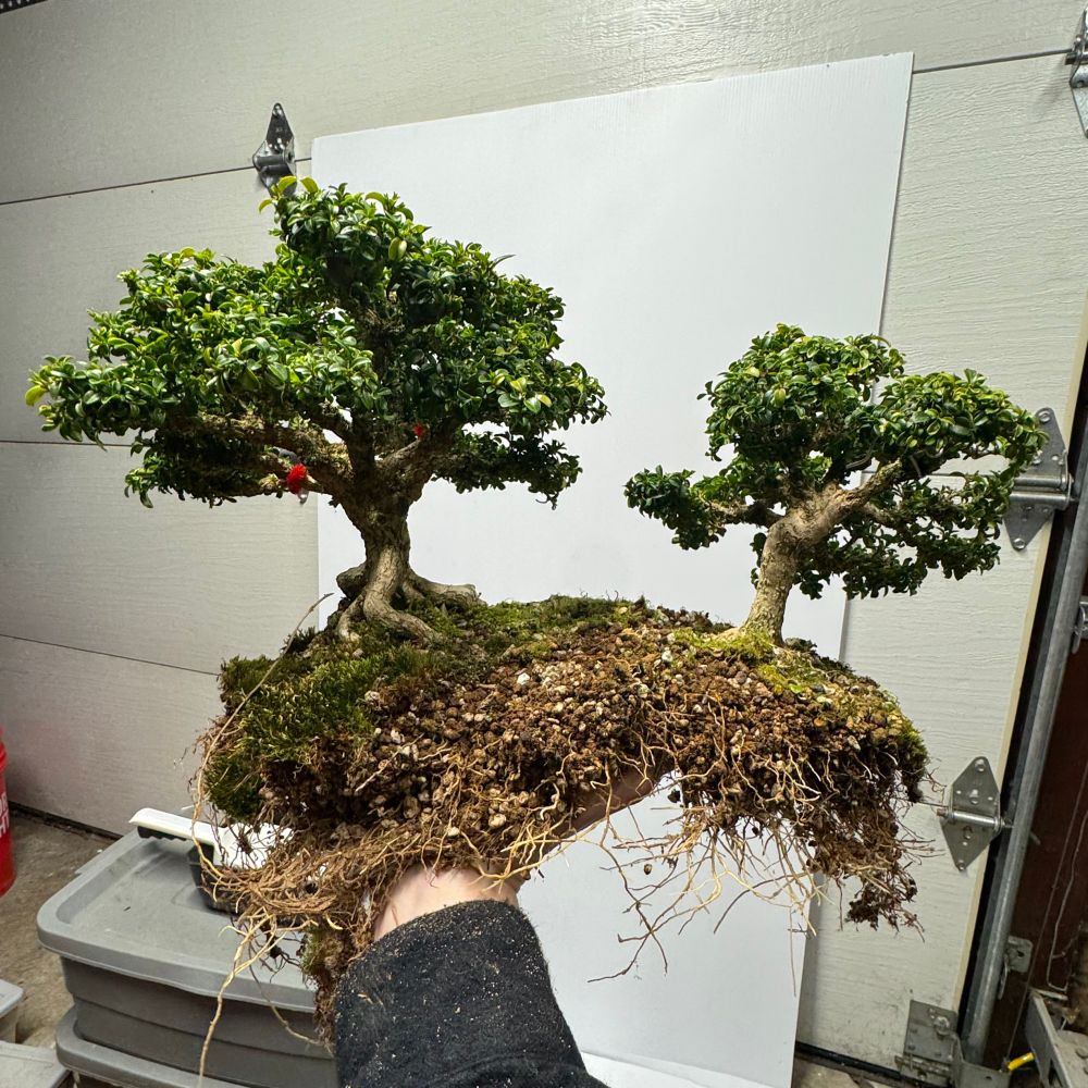 emerald lake bonsai