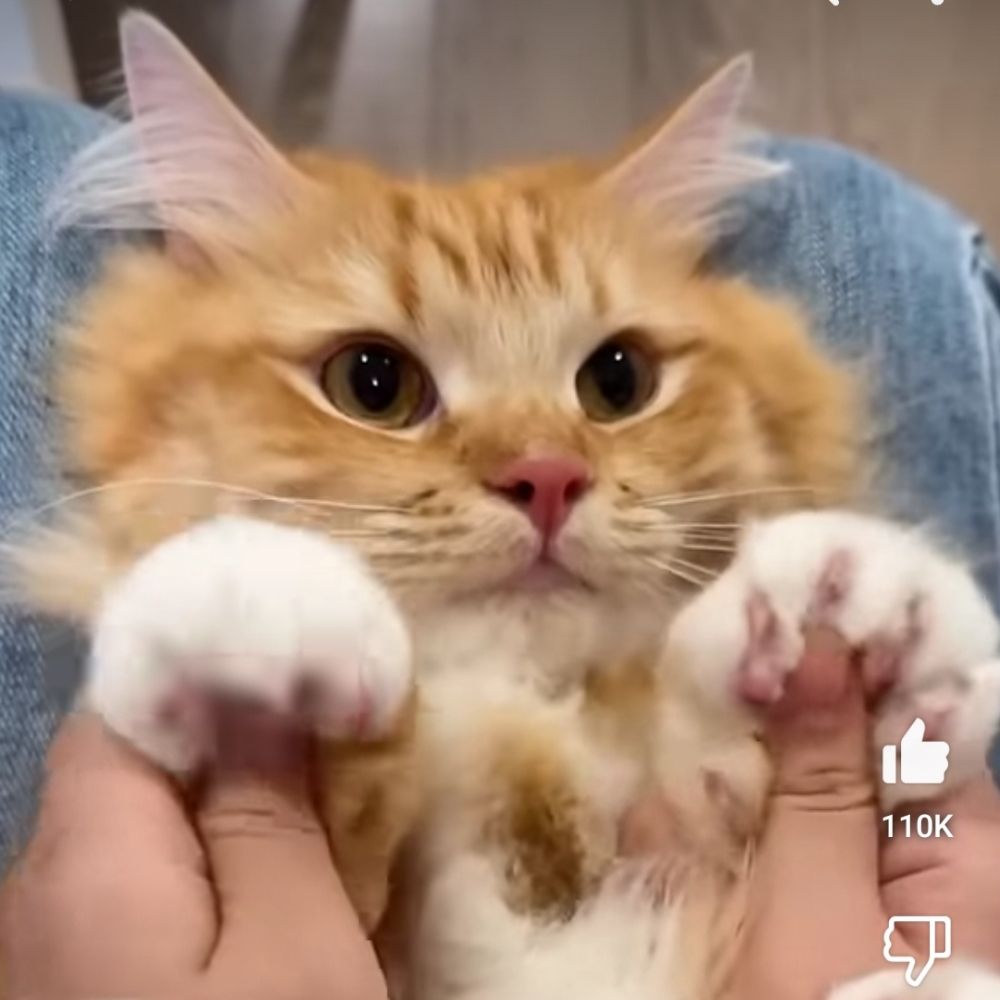 Fluffypotatoe