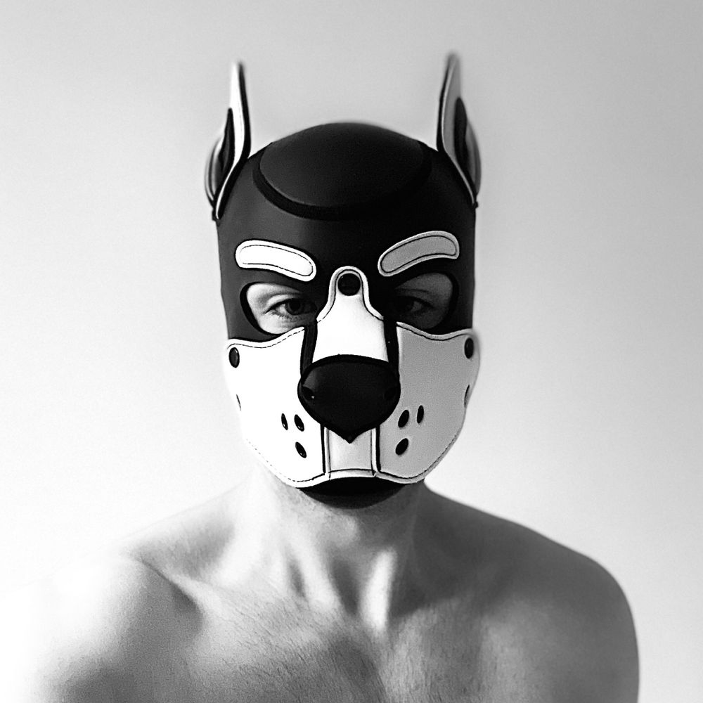Pup Ægis