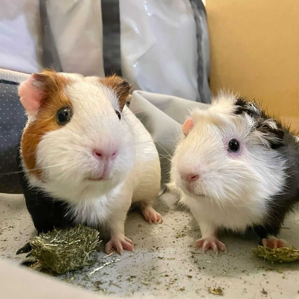 ぶぶちゃんとべべちゃん