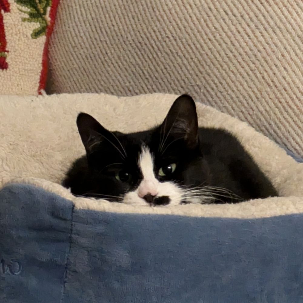 Magical Mrs. Mistoffelees