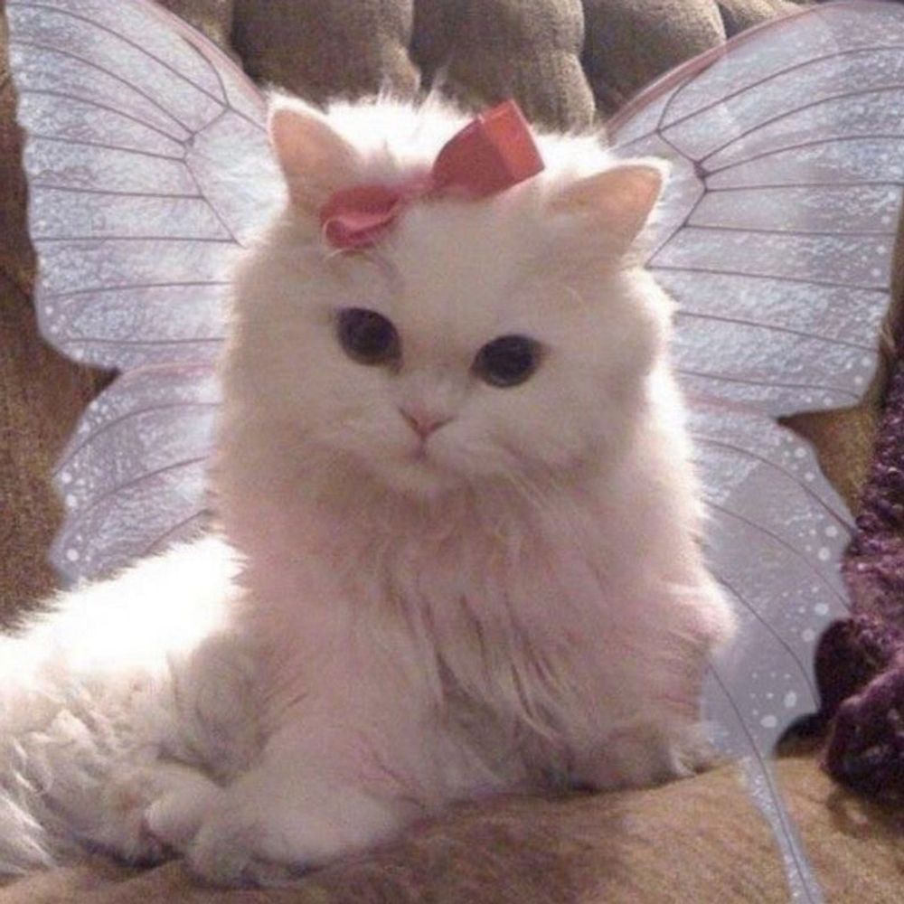 kitty!!