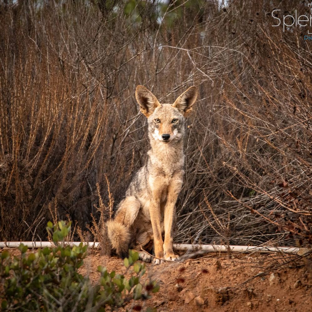 Coyote Cam