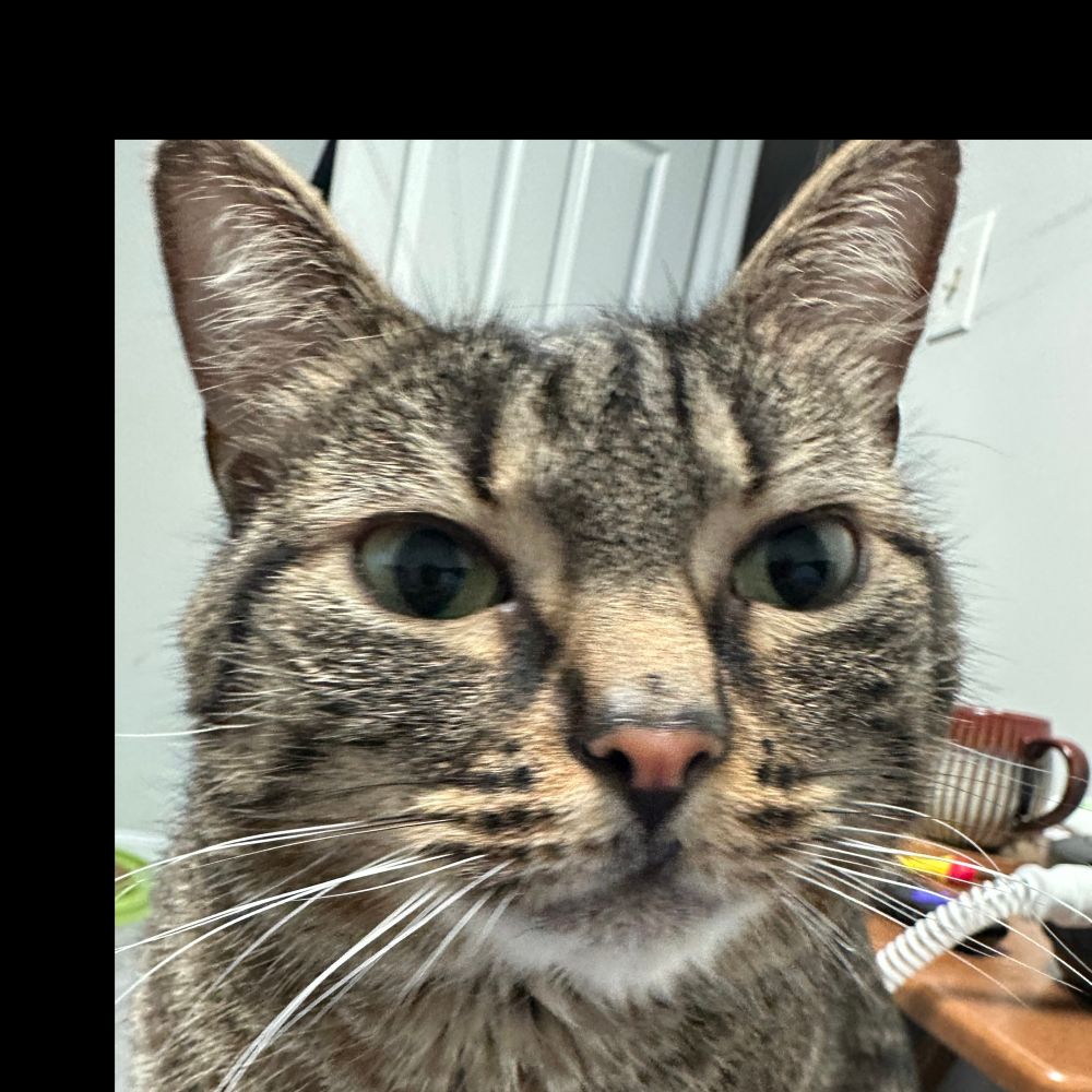 dcvet.bsky.social profile picture