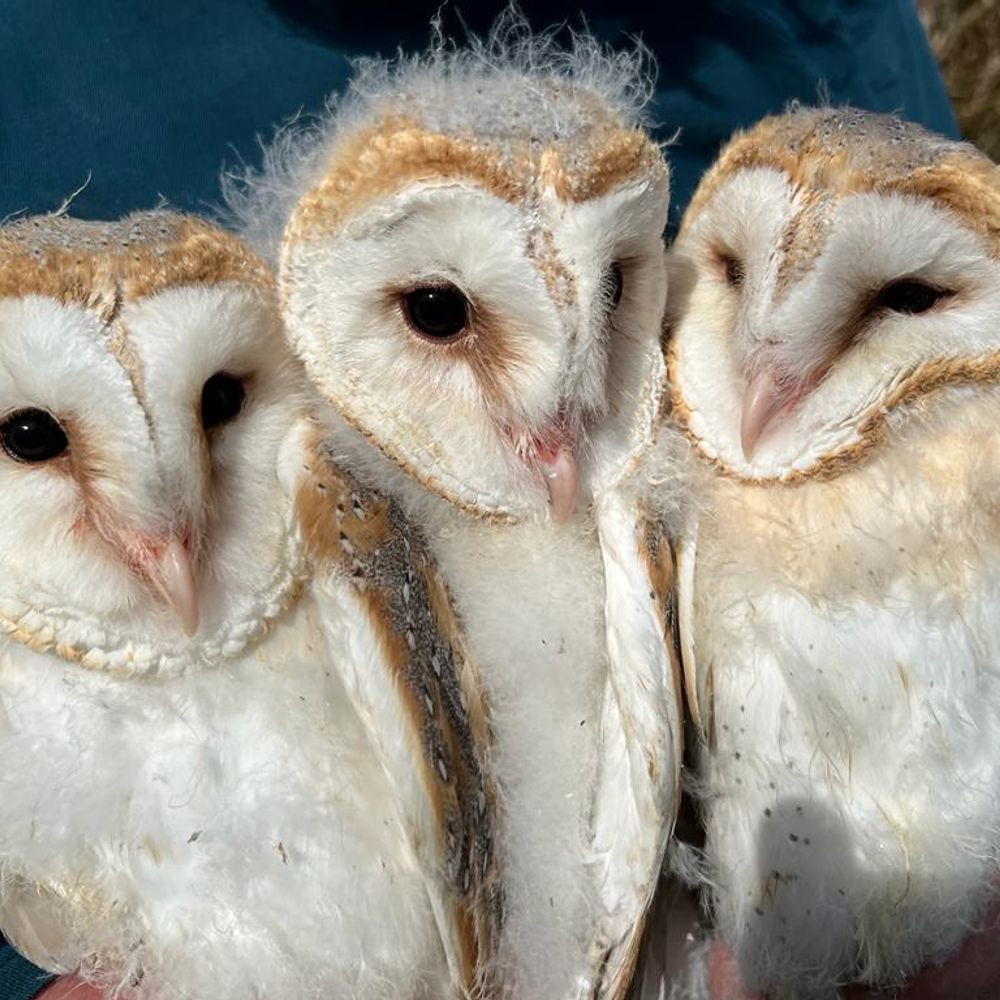 jeanthorpewildliferehab