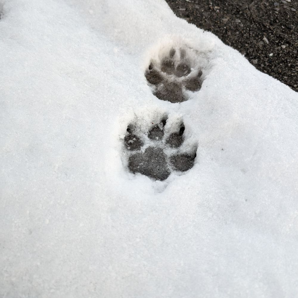 kubannsaaaaaan.bsky.social