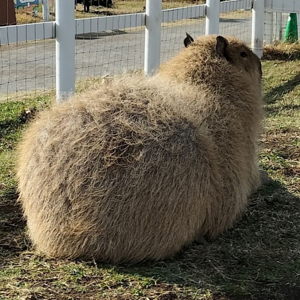 かぴもふ朗