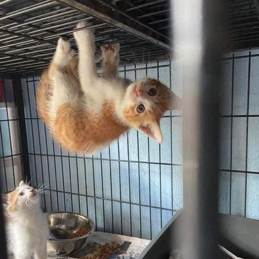 Котодевідос