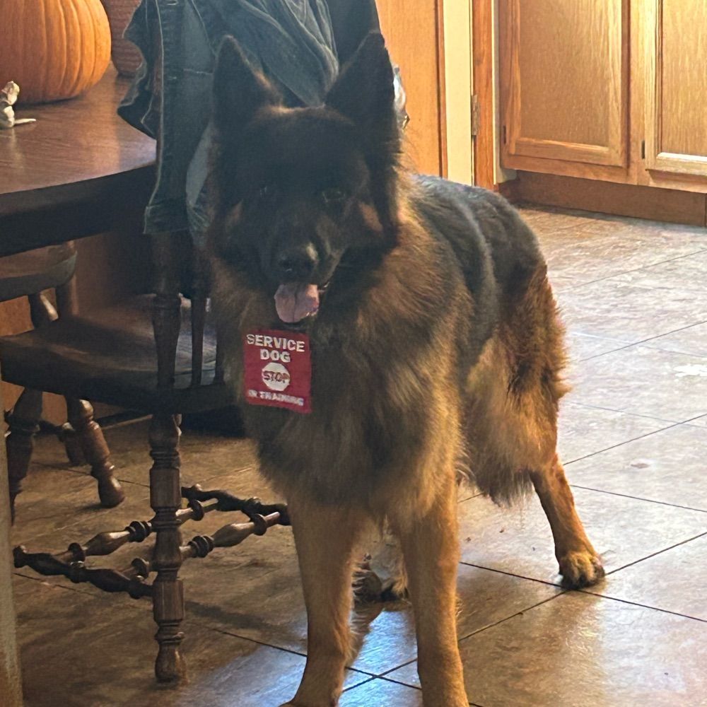 Allie with her Service Dog