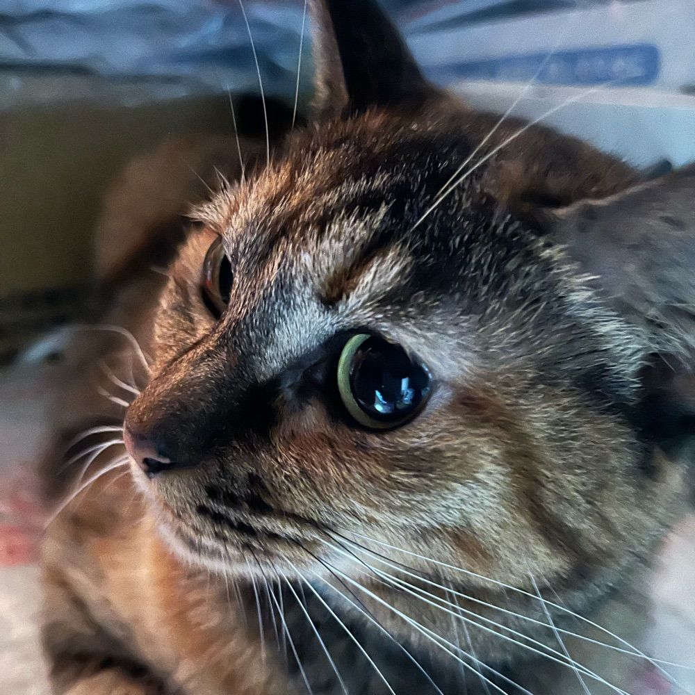 おり