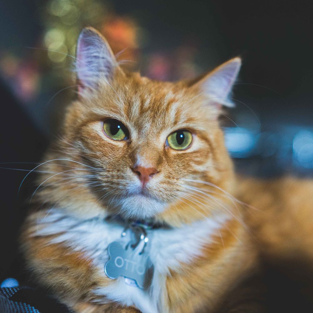 Profile picture