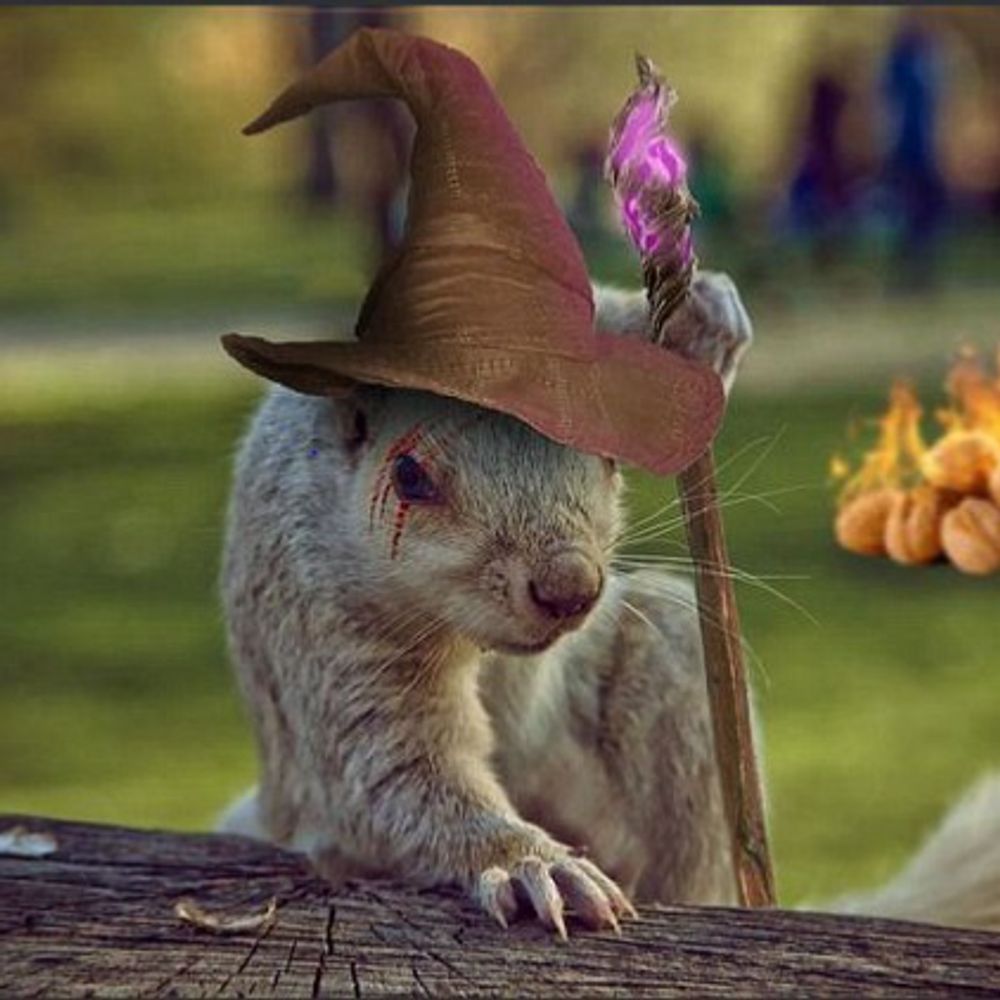 iamasquirrel.bsky.social profile picture