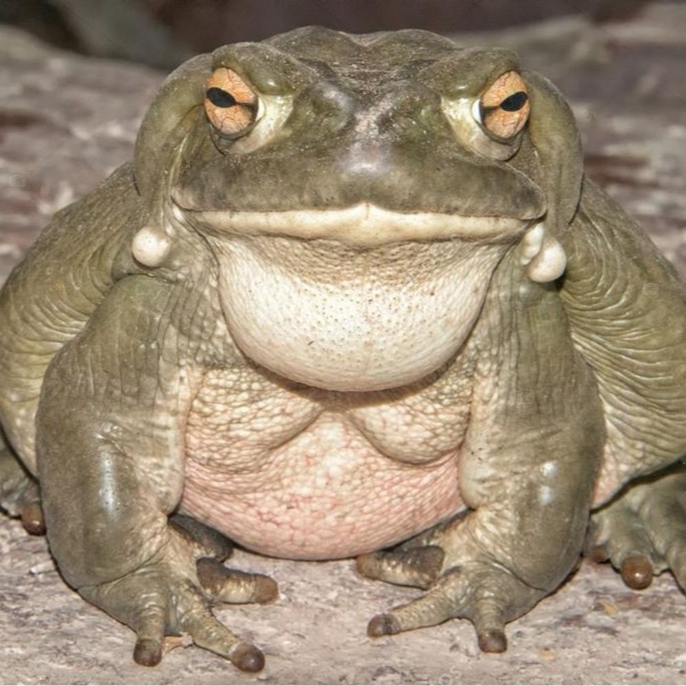 ADinGAMEStrm