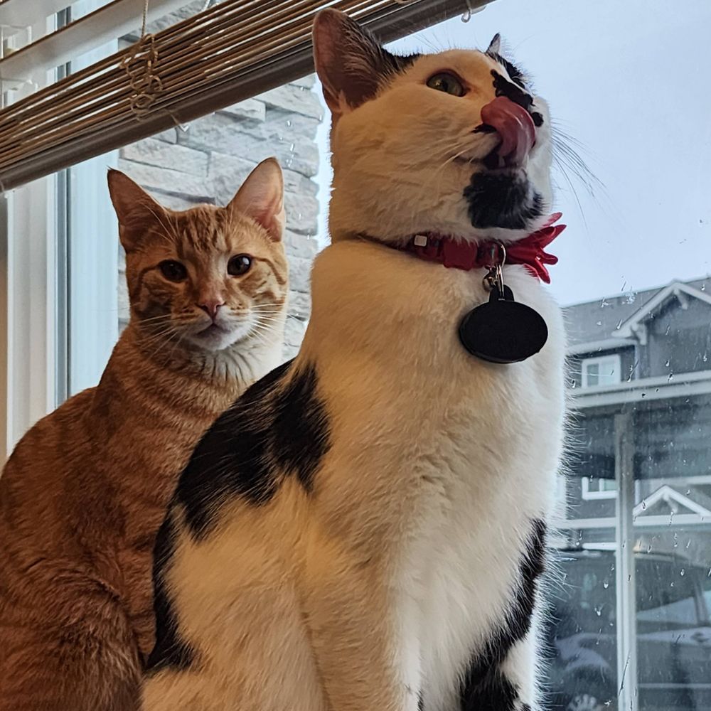 Onyx 🐈‍⬛ & Whiskey 🐈