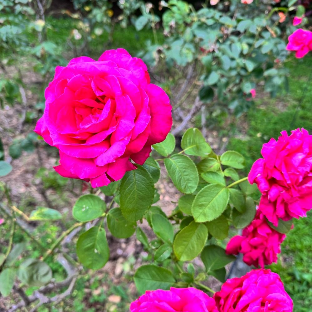 花咲びと